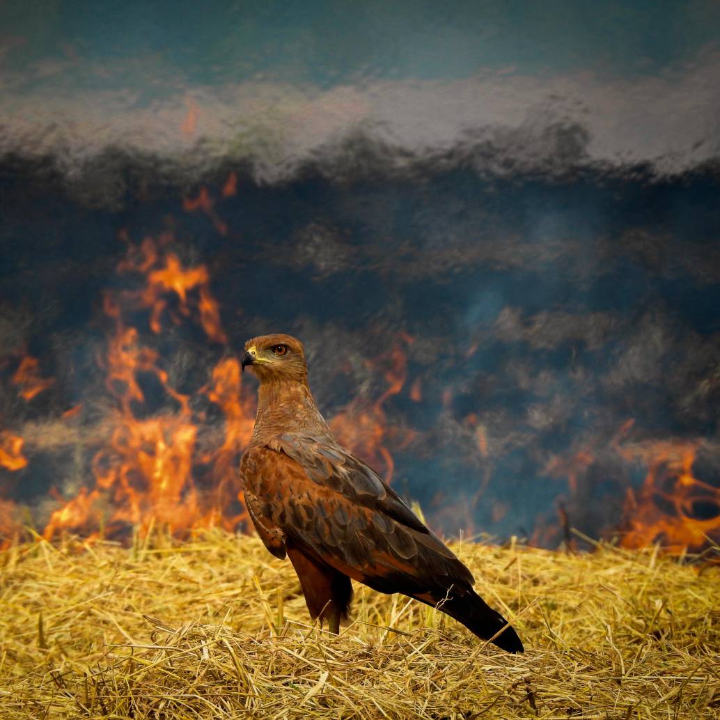 La imagen con la que Alberto Peña ganó el reconocimiento de la National Audubon Society. FOTO cortesía Alberto Peña