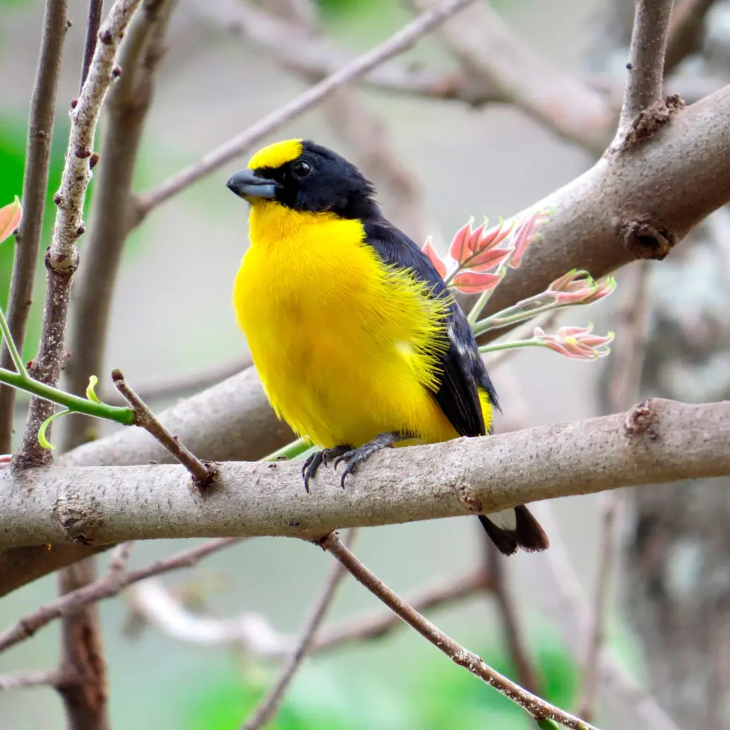 Una cuarta parte de las especies de aves del Valle de Aburrá ha sido registrada en Ciudad Universitaria, esta, por ejemplo es la <i>Euphonia laniirostris</i>. FOTO cortesía Sergio Chaparro Herrera
