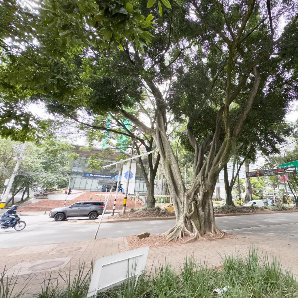 Árbol patrimonial sembrado hace 80 años que talarán en El Poblado. FOTO: ALCALDÍA DE MEDELLÍN