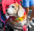 Los investigadores compararon las respuestas cerebrales de 20 seres humanos y 20 perros de compañía ante el habla. Foto ELCOLOMBIANO