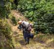El 2026 podría convertirse en un año especialmente difícil para el campo colombiano, con presiones simultáneas sobre la producción, los costos y la rentabilidad. Foto: Andrés Camilo Suárez