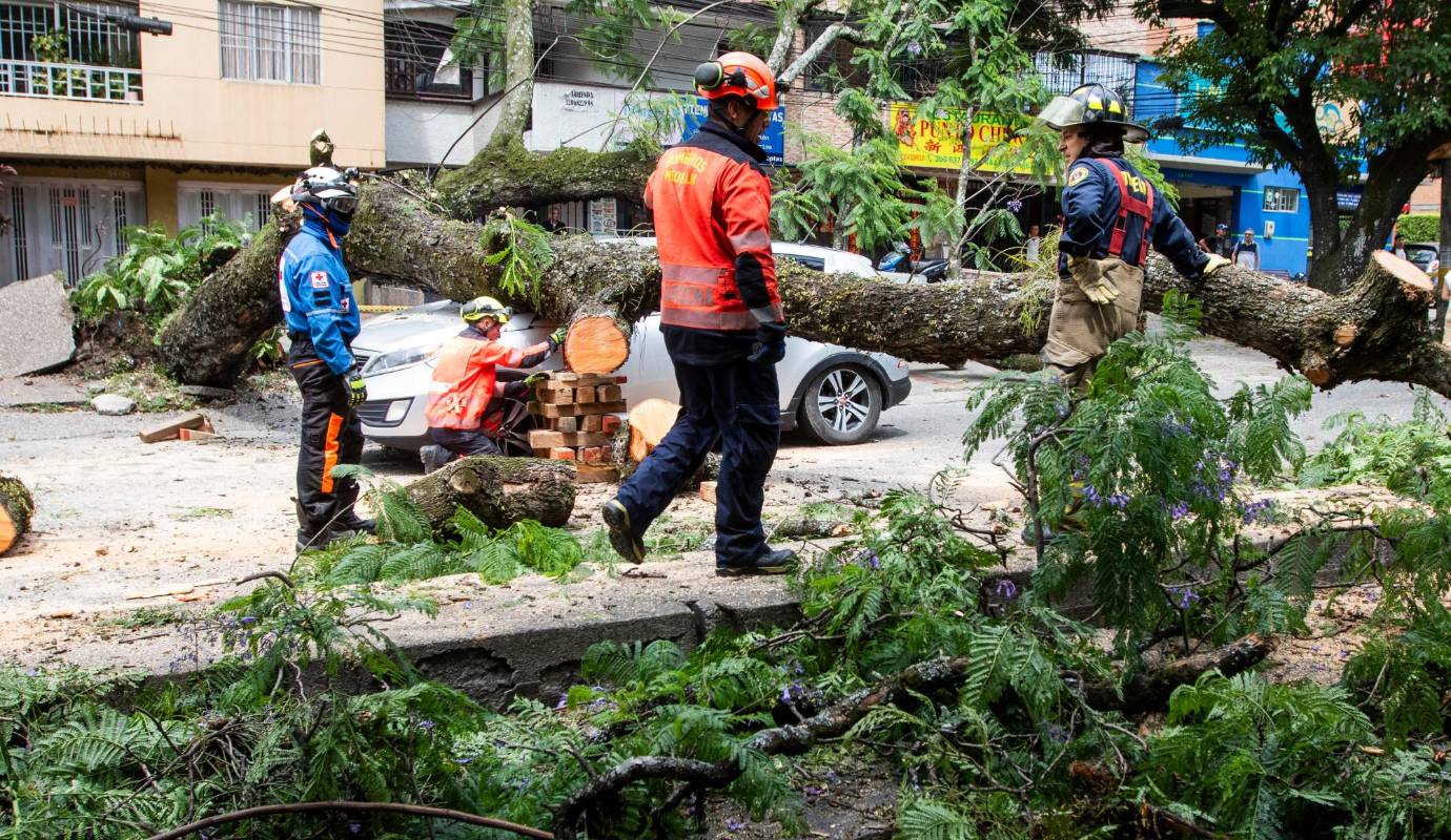 Autoridades locales y organismos de emergencia llegaron al sitio para atender la situación, realizar la remoción del tronco y restablecer el flujo vehicular. Foto: Julio Herrera