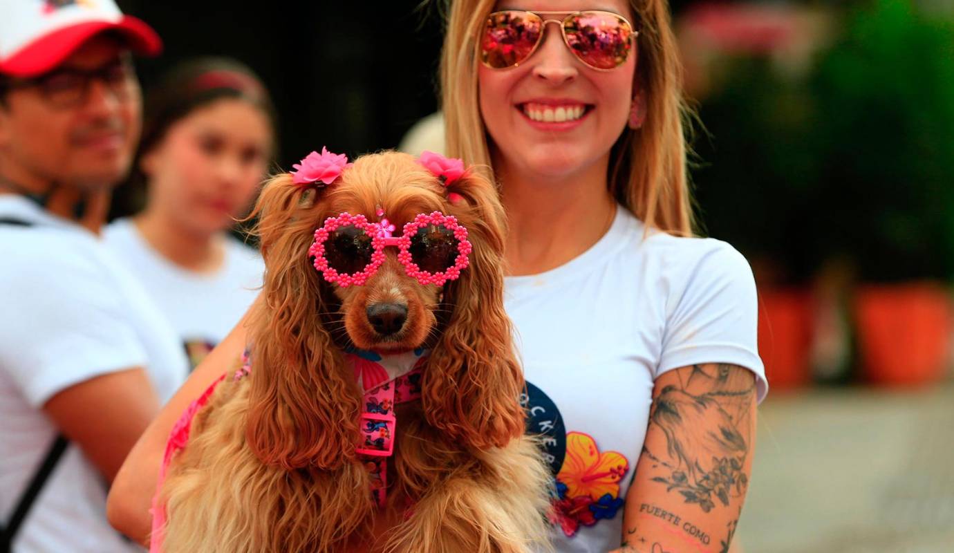 Más que un simple evento dentro del calendario de la Feria de las Flores, la Caminata Canina y de Mascotas Tierragro se ha consolidado como una potente muestra del vínculo inquebrantable entre las personas y sus mascotas. FOTO: Camilo Suárez Echeverry