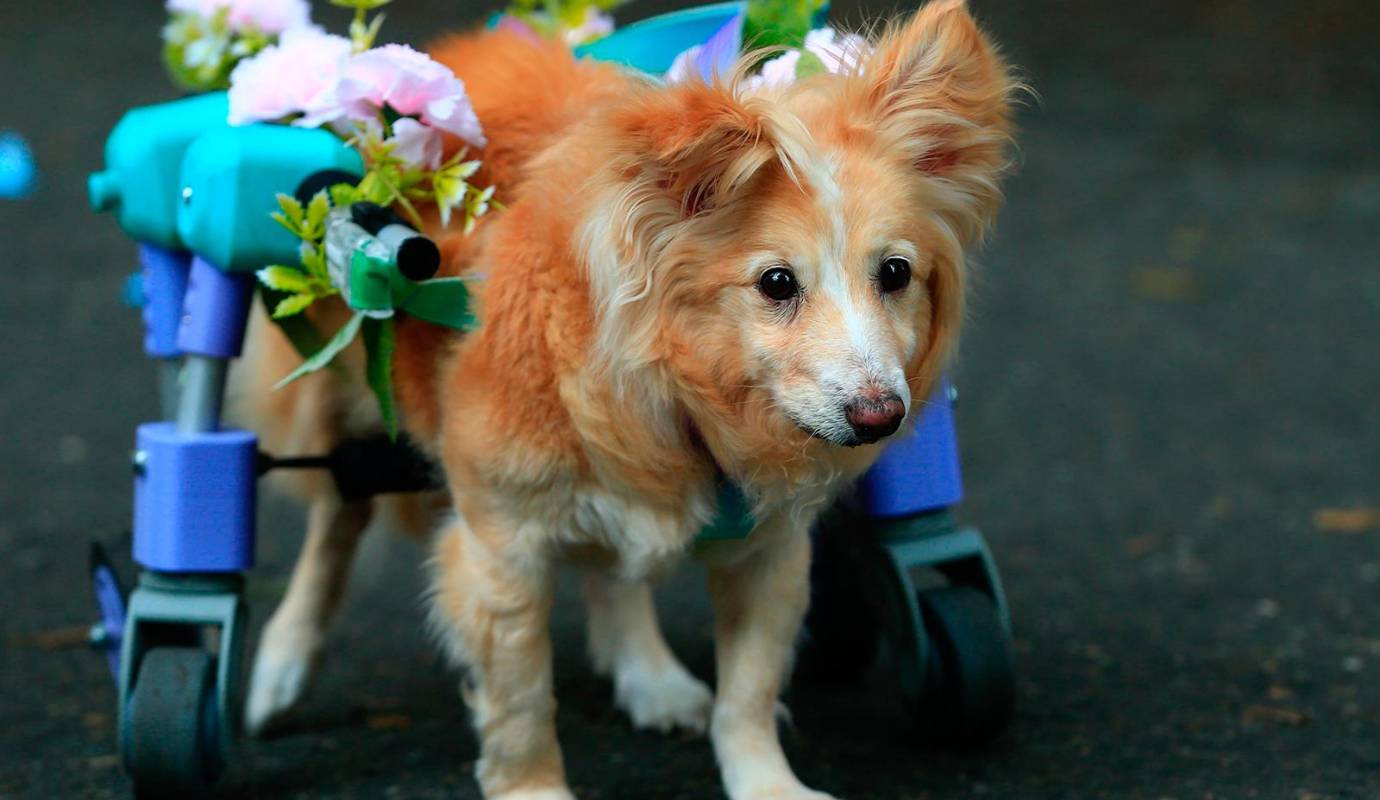 La 26ª Caminata Canina de Tierragro fue, una vez más, un éxito rotundo, dejando en claro que el amor por las mascotas es una parte vibrante y esencial del espíritu de la Feria de las Flores, consolidándose como un espacio donde la diversión y la conciencia animal caminan de la mano. FOTO: Camilo Suárez Echeverry