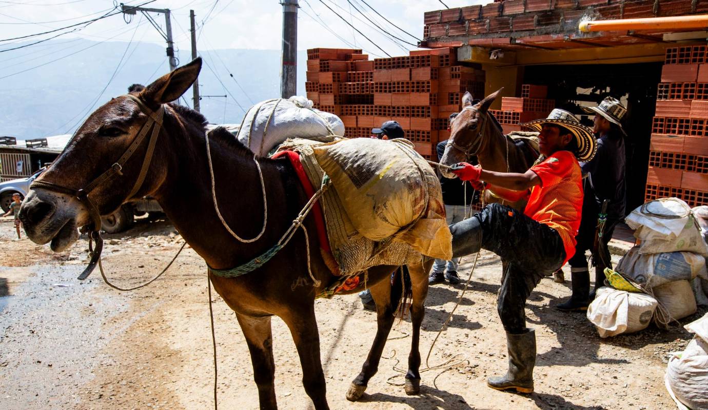 En Nueva Jerusalén, el tiempo parece haberse detenido. Mientras en las grandes ciudades el progreso se mide en rascacielos y autopistas, en este barrio de Bello el tiempo transcurre al ritmo de las mulas que transportan materiales de construcción. Foto: Julio César Herrera