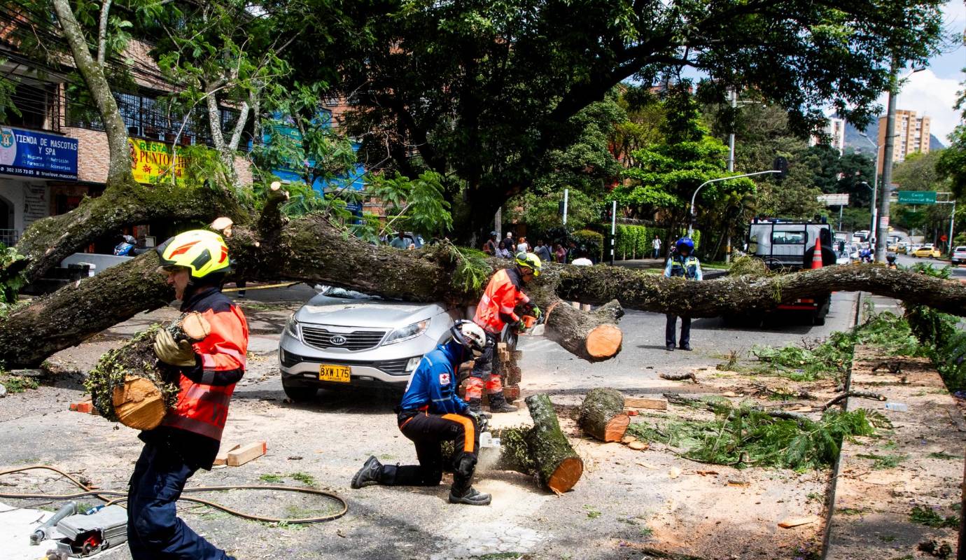 Ante la creciente preocupación de la comunidad por la caída de árboles en distintos sectores de Medellín, la Alcaldía explicó que ya se han identificado varios ejemplares en riesgo de colapso. Sin embargo, su intervención requiere permisos, estudios técnicos y planificación para evitar daños ambientales y legales, lo que puede retrasar la tala. Foto: Julio Herrera