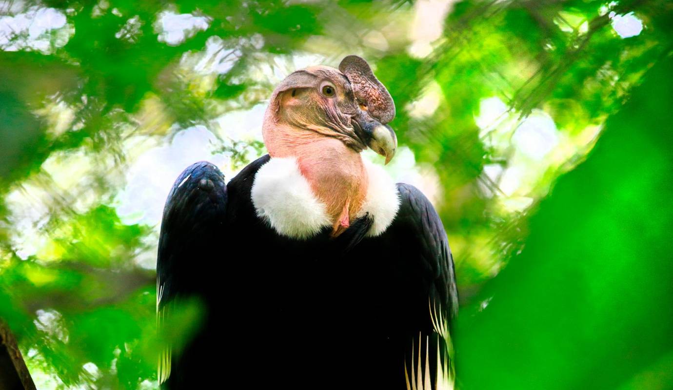 El 12 de octubre, el próximo jueves, se hará el traslado del cóndor macho a la instalación del Parque Jaime Duque. Es un cóndor que no va a quedar exhibido. Foto: Camilo Suárez Echeverry