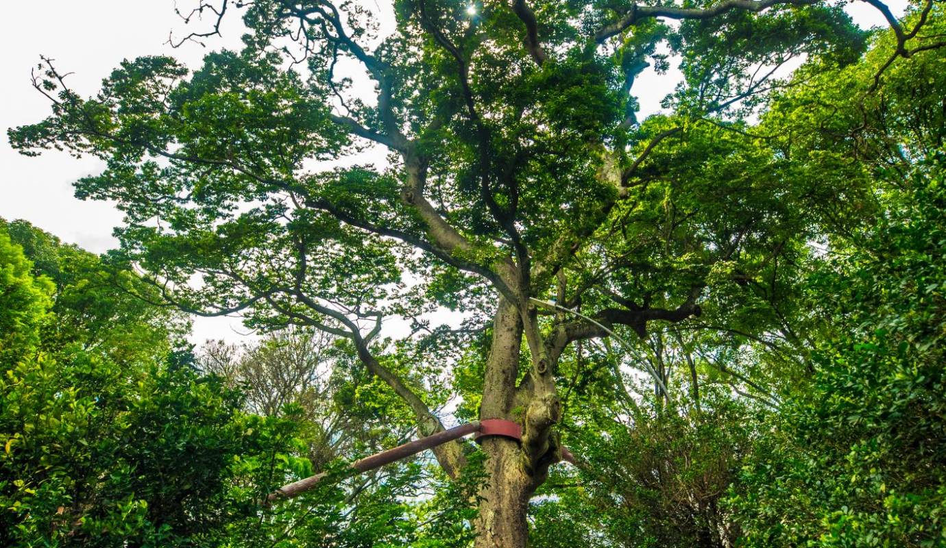 Algarrobo ubicado en el barrio San Pablo. Estos árboles no solo ofrecen sombra y frescura en los días calurosos, sino que también contribuyen a la biodiversidad y al bienestar emocional de la comunidad. Foto: Camilo Suárez Echeverry