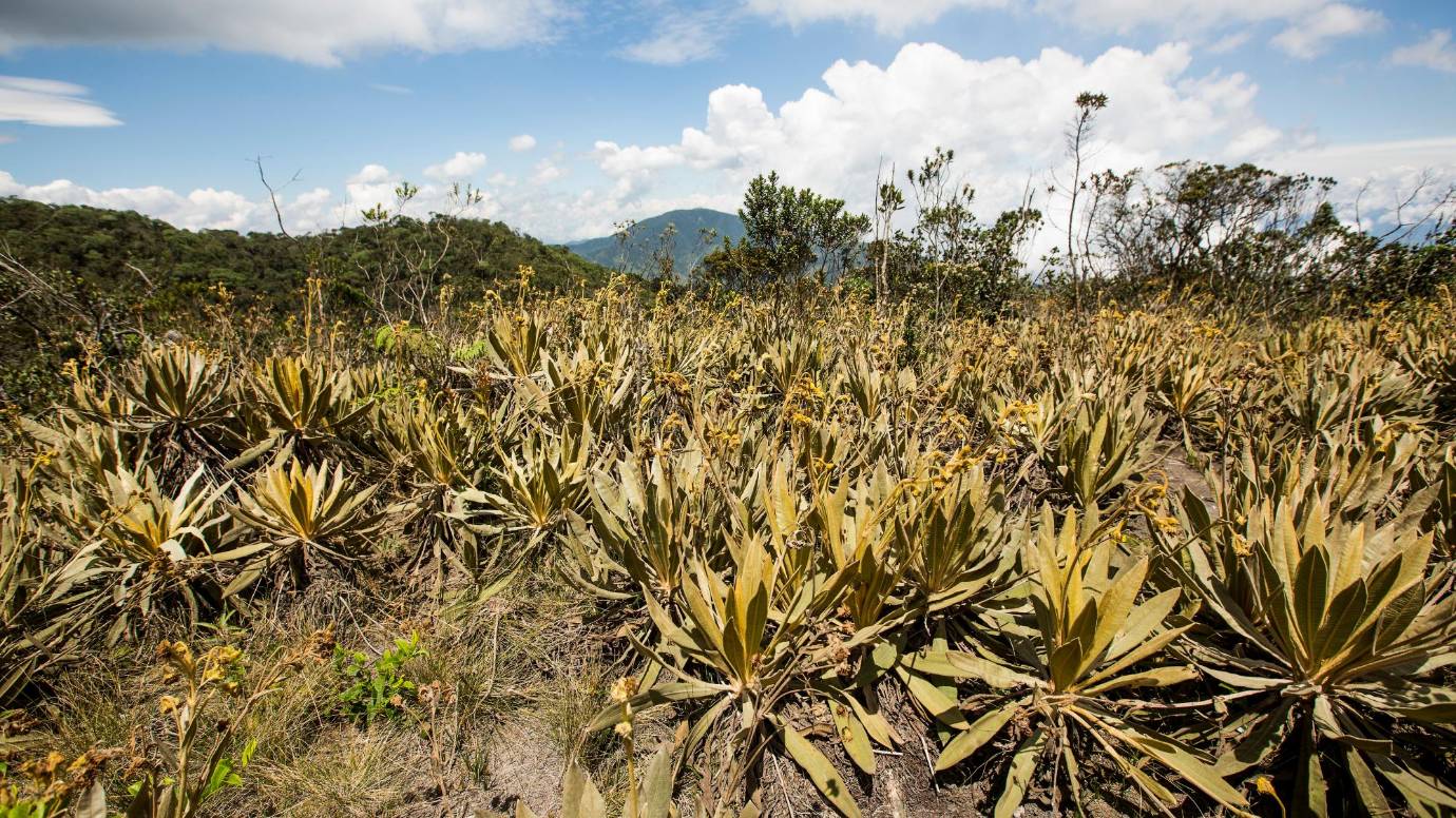 Páramo Las Baldías es hábitat de especies como armadillos, perezosos, cusumbos, perro de monte, zorros, comadreja, musarañas, puma y tigrillos. Foto: Carlos Velásquez