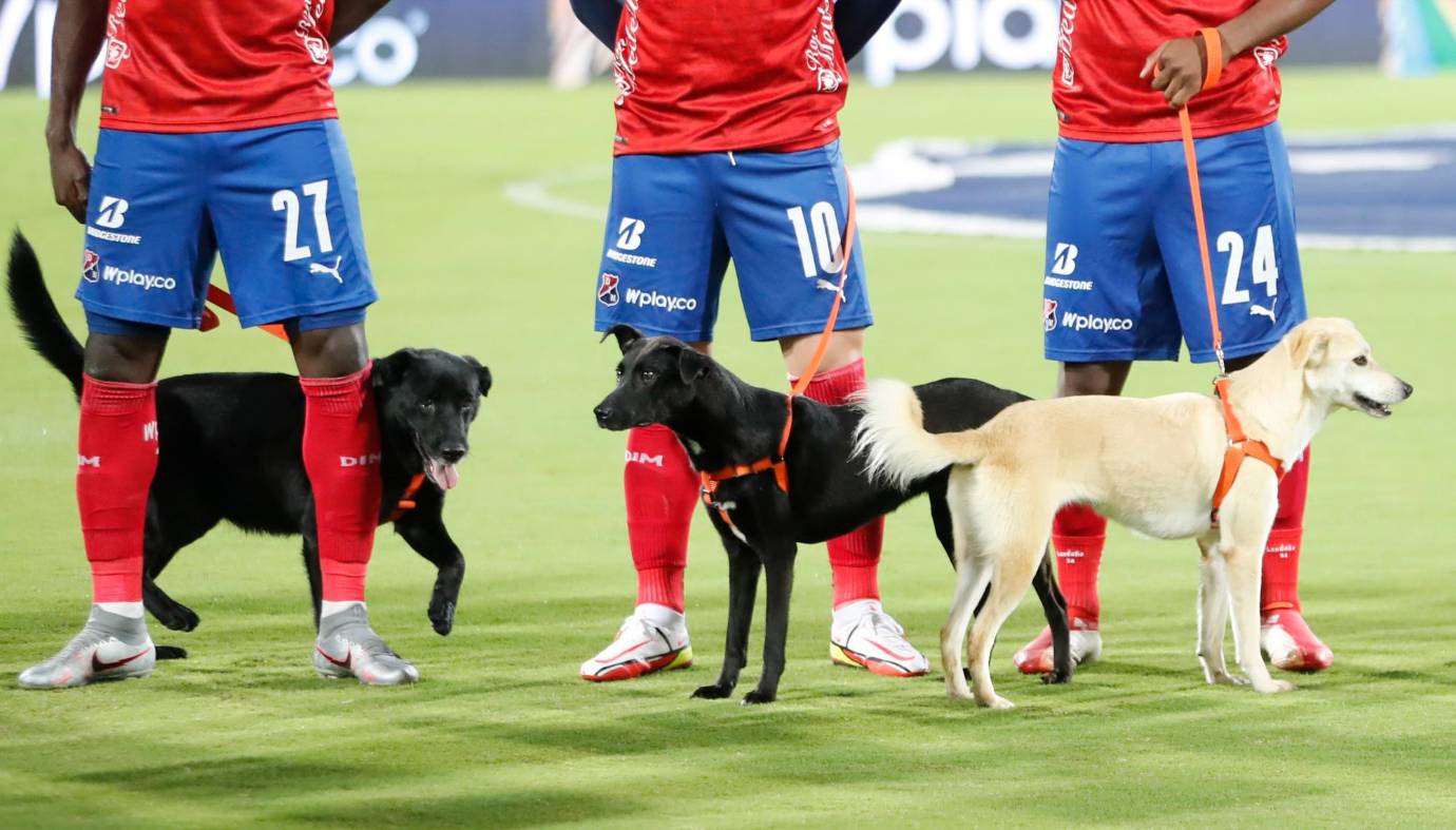 Actualmente existen más de 2.000 gatos y perros abandonados que esperan conseguir un nuevo hogar. Foto Donaldo Zuluaga