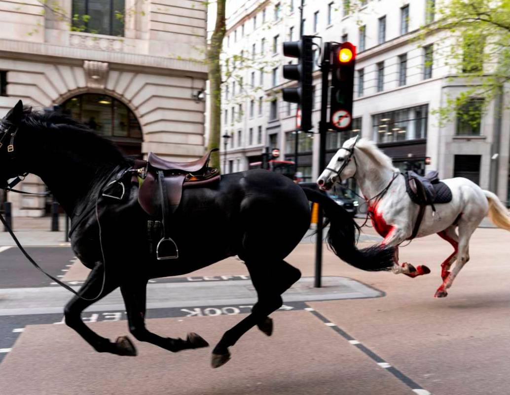 Los equinos, que pertenecen a la Caballería Real británica, se soltaron repentinamente y galoparon por las calles de la capital del Reino Unido. Foto: Getty.