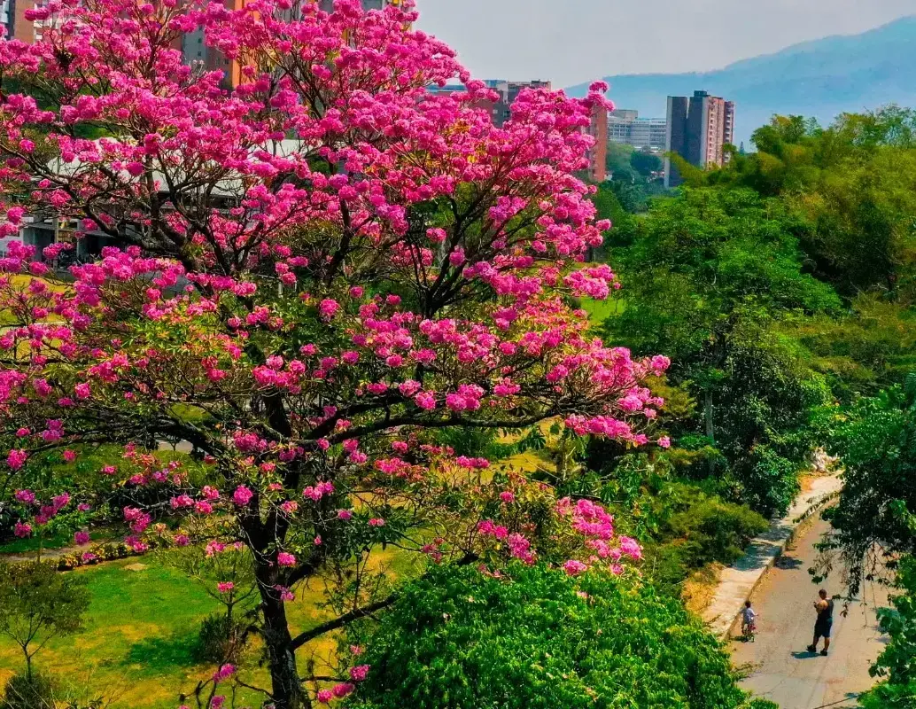 En Medellín hay 826 especies de árboles. FOTO: Camilo Suárez.