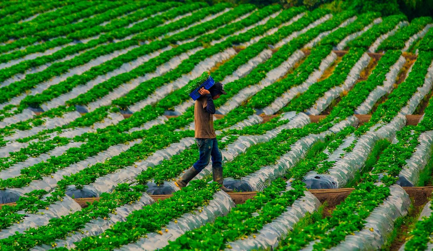 En Colombia las zonas adecuadas para el cultivo de la fresa se encuentran en la Sabana de Bogotá, algunas áreas de Nariño, Cauca y Antioquia. Foto: Camilo Suárez Echeverry