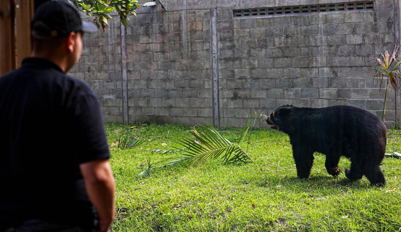 Se agregaron zonas verdes, un estanque para refrescarse y plataformas para explorar. Además, se incorporaron medidas de seguridad como un foso y un cerco eléctrico, garantizando así la protección tanto del animal como del personal encargado de su cuidado. Foto: Manuel Saldarriaga Quintero.
