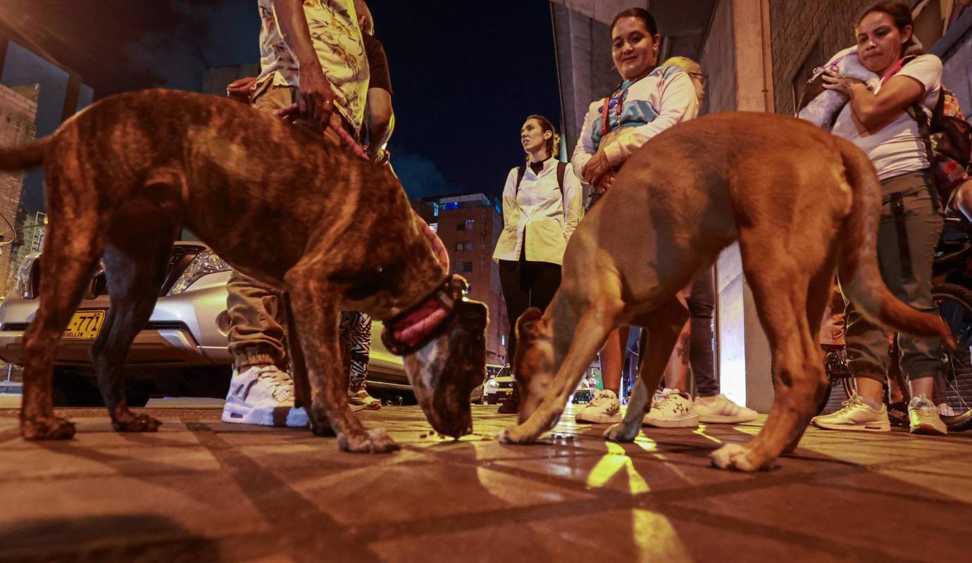 Además de las jornadas de atención y alimentación a perros, también hacen rescates, apadrinamientos, adopciones y jornadas de recolección de alimento. Foto: Manuel Saldarriaga Quintero.