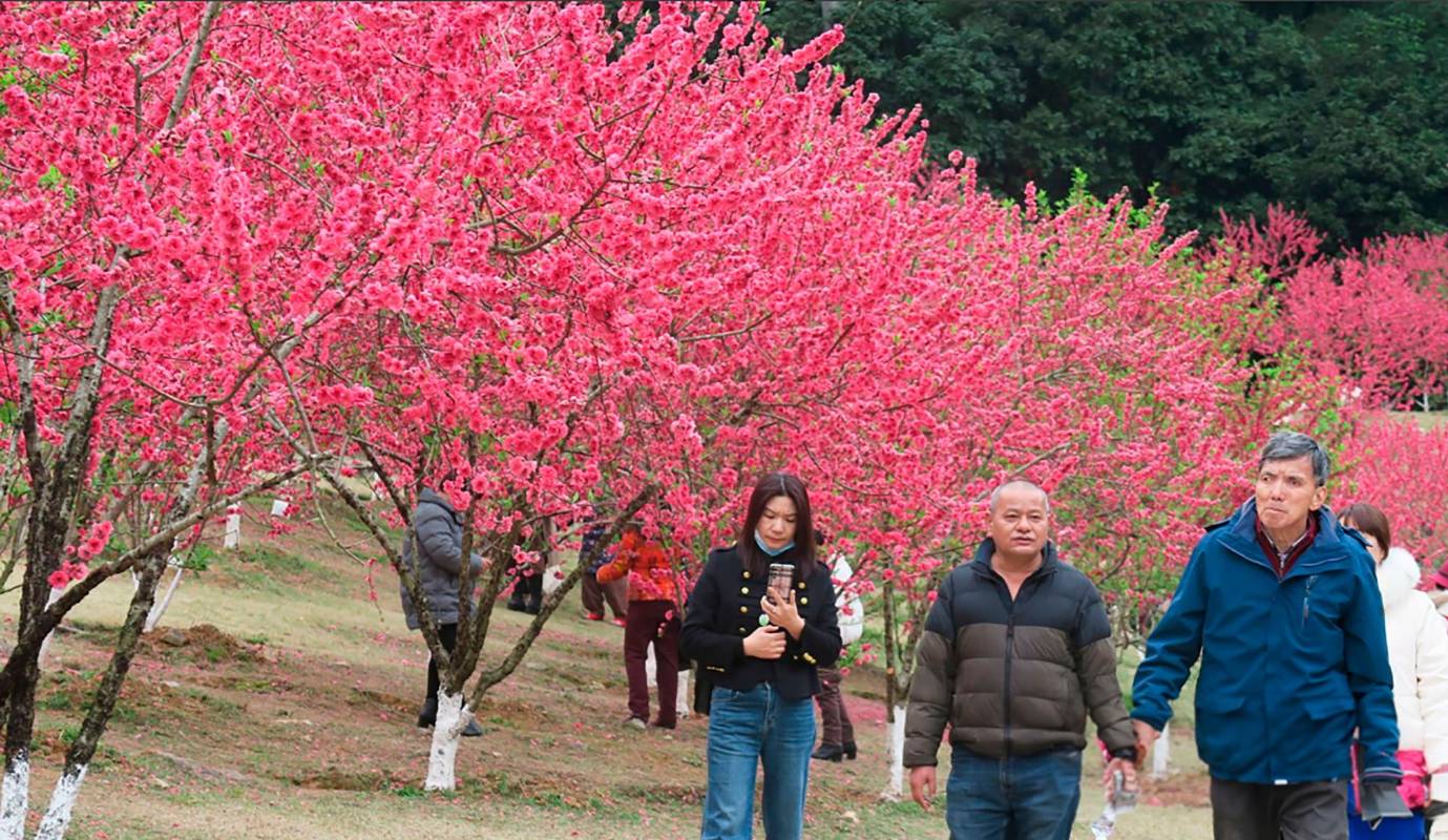En la provincia de Fujian de China, turistas disfrutan del colorido paisaje natural que las flores de durazno le dan por estos días al Parque Forestal Nacional de Fuzhou. Foto: GETTY