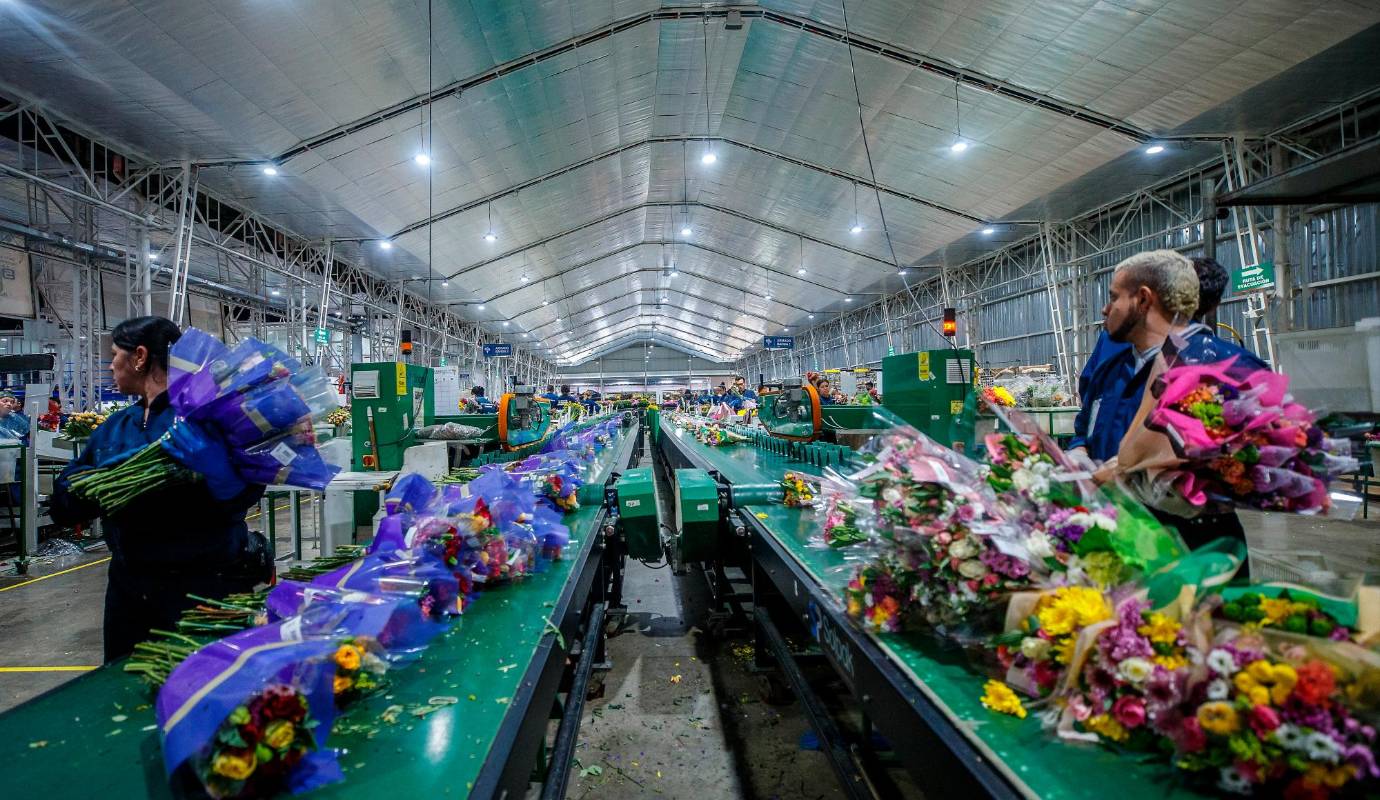 Según datos de la Asociación Colombiana de Exportadores de Flores (Asocolflores), atender la temporada de San Valentín representa cerca del 15% de las ventas del año para ese sector. Foto: Camilo Suárez Echeverry
