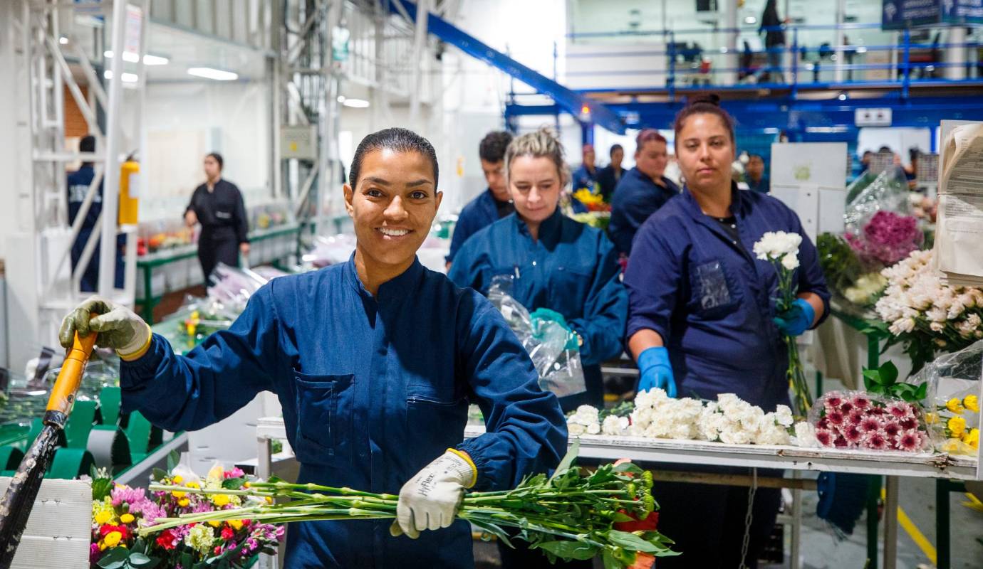 Ante la contundencia de los buenos resultados y el óptimo ambiente laboral, en Flores Isabelita seguirán empleando población diversa, porque han descubierto que así también contribuyen a los anhelos de sus empleados de pensar en un futuro más promisorio gracias a este empleo, que para muchos es el primero en sus vidas. Foto: Camilo Suárez Echeverry