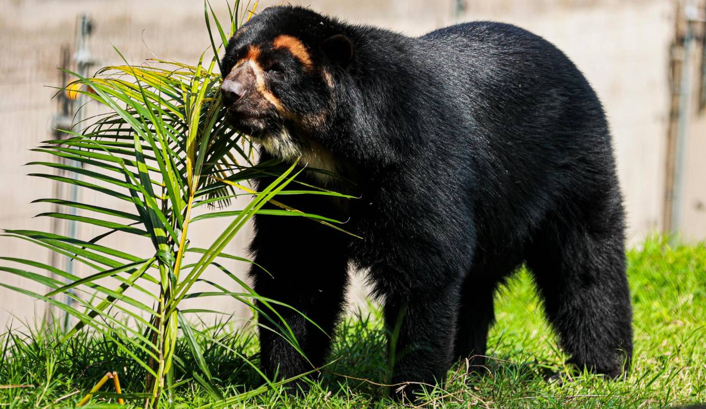El Parque de la Conservación de Medellín continúa reafirmando su compromiso con la protección de la fauna silvestre al inaugurar un nuevo hábitat para el oso de anteojo. Foto: Manuel Saldarriaga Quintero.