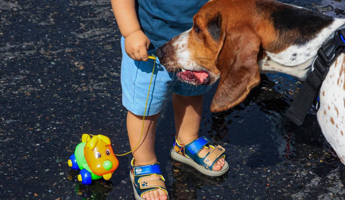 Las mascotas con sus amos recorrieron un trayecto de 3.5 kilómetros, en los que hubo 20 puntos de hidratación y atención médica. Foto: Manuel Saldarriaga Quintero