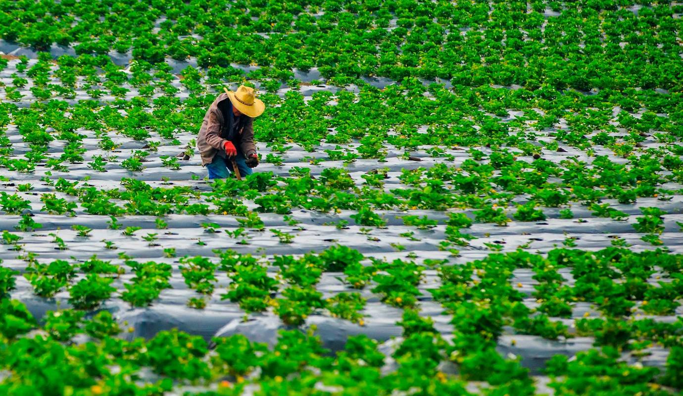 El municipio de La Unión en el oriente antioqueño ahora también se destaca por sus cultivos de fresas, que ofrecen una vista panorámica encantadora, especialmente durante la temporada de cosecha cuando estos son más coloridos. Foto: Camilo Suárez Echeverry