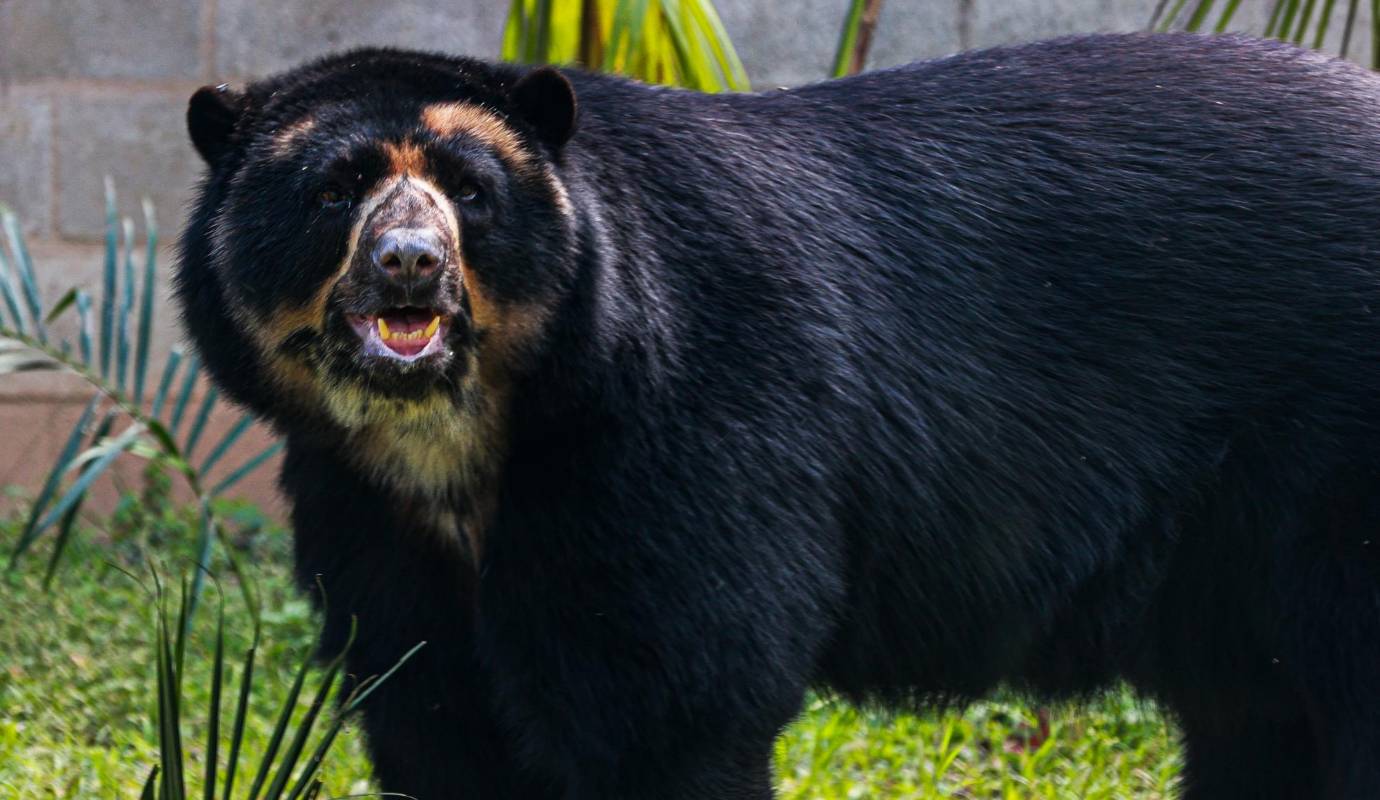 El oso de anteojos ahora cuenta con un espacio de 558 m² diseñado especialmente para garantizar su bienestar y fomentar su comportamiento natural. Foto: Manuel Saldarriaga Quintero.