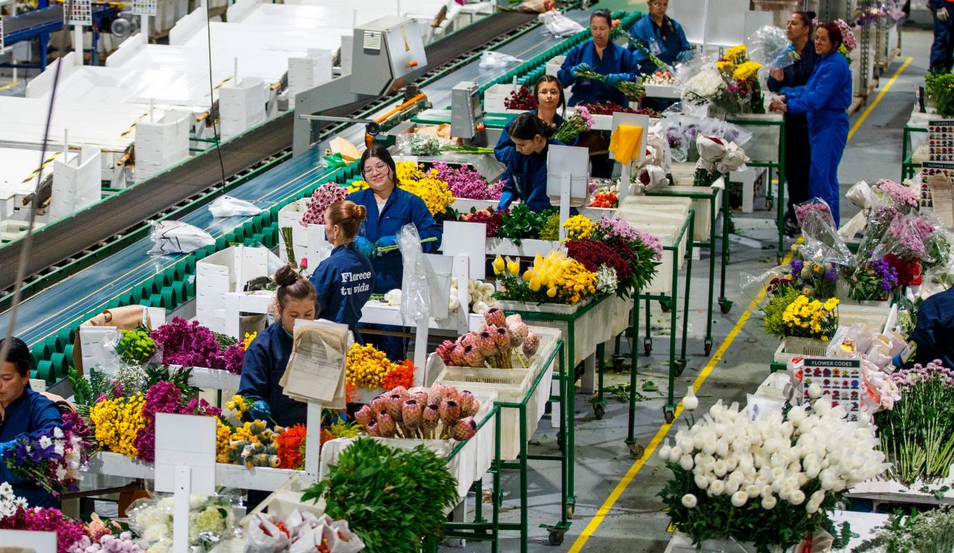 Hoy en Flores Isabelita hay también 20 trabajadores con discapacidad cognitiva, 67 operarios migrantes y 27 funcionarios de la comunidad Lgbtiq+. En total, dichos trabajadores son casi el 30% de los 650 empleados de la planta en la que también hay 150 madres cabezas de hogar. Foto: Camilo Suárez Echeverry