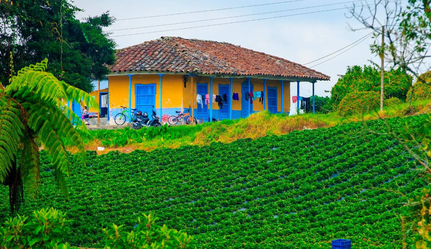 Este sector agrícola no solo embellece el paisaje, sino que también impulsa la economía local al generar empleo y oportunidades de comercio nacional e internacional. Foto: Camilo Suárez Echeverry