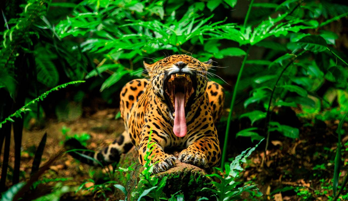Este animal está catalogado como “Casi Amenazado” en la Lista Roja de Especies Amenazadas de la Unión Internacional para la Conservación de la Naturaleza (UICN).s. Foto: Camilo Suárez Echeverry
