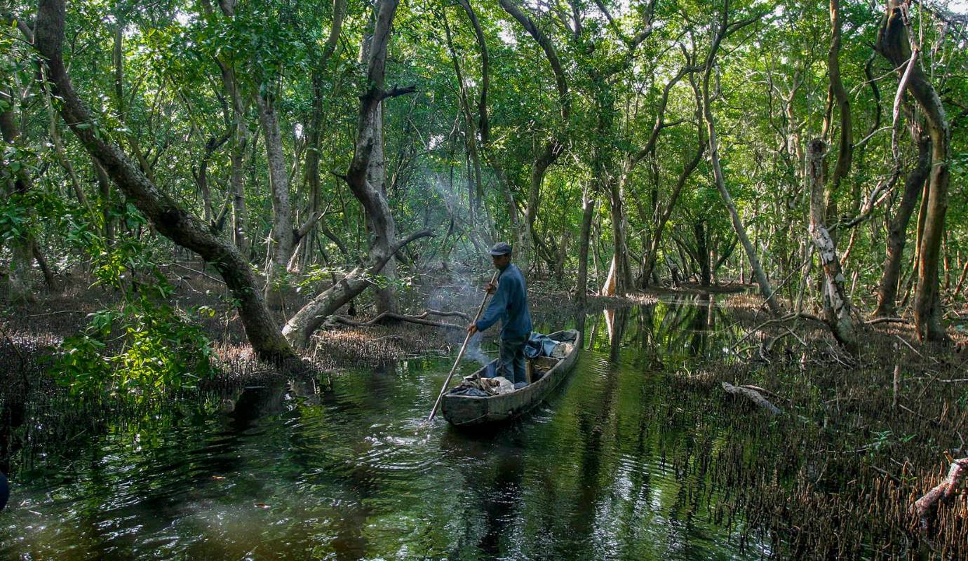 La alarmante tasa de deforestación de los manglares representa una seria amenaza para la biodiversidad y los medios de vida de millones de personas. Foto: Juan Antonio Sánchez