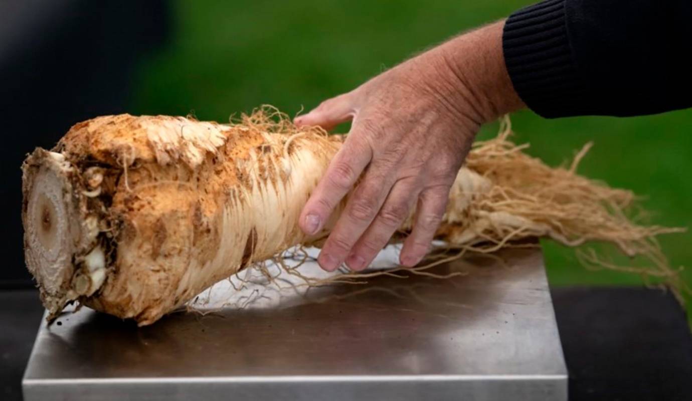 Los participantes se preparan durante meses para cultivar estos titanes vegetales, y la emoción es palpable mientras los jueces miden y pesan cada hortaliza en busca del próximo récord. Entre el asombro y la risa de los espectadores. Foto: AFP