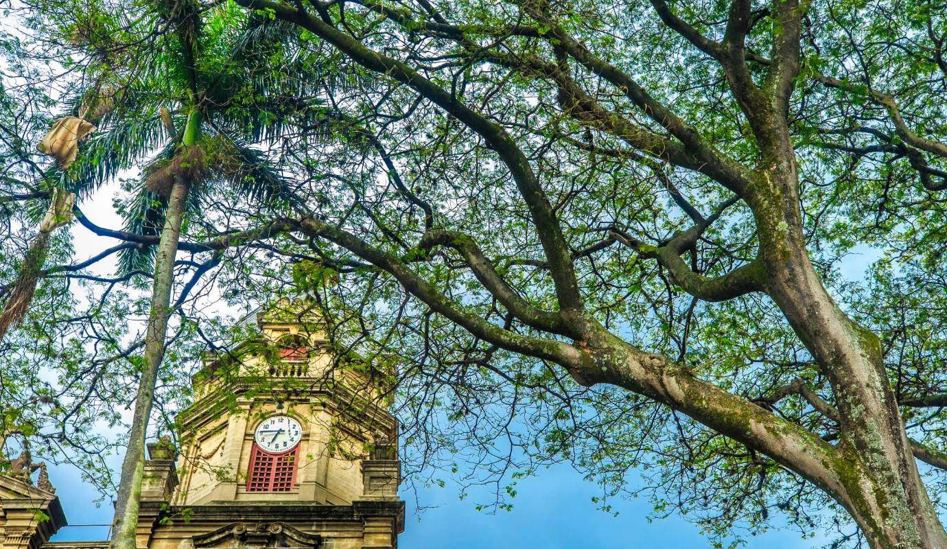 Ceiba ubicado en la plazuela San Ignacio. El Día del Árbol es una excelente oportunidad para reflexionar sobre la responsabilidad que tenemos como ciudadanos de cuidar y preservar estos valiosos recursos naturales. Foto: Camilo Suárez Echeverry