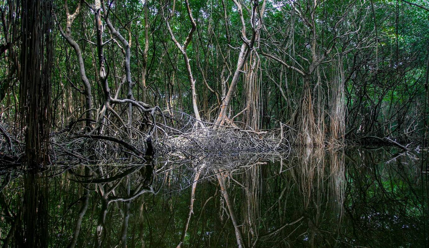 La preservación de los manglares no solo es crucial para la biodiversidad, sino también para las comunidades humanas que dependen de ellas para su sustento y protección contra fenómenos naturales. Foto: Juan Antonio Sánchez