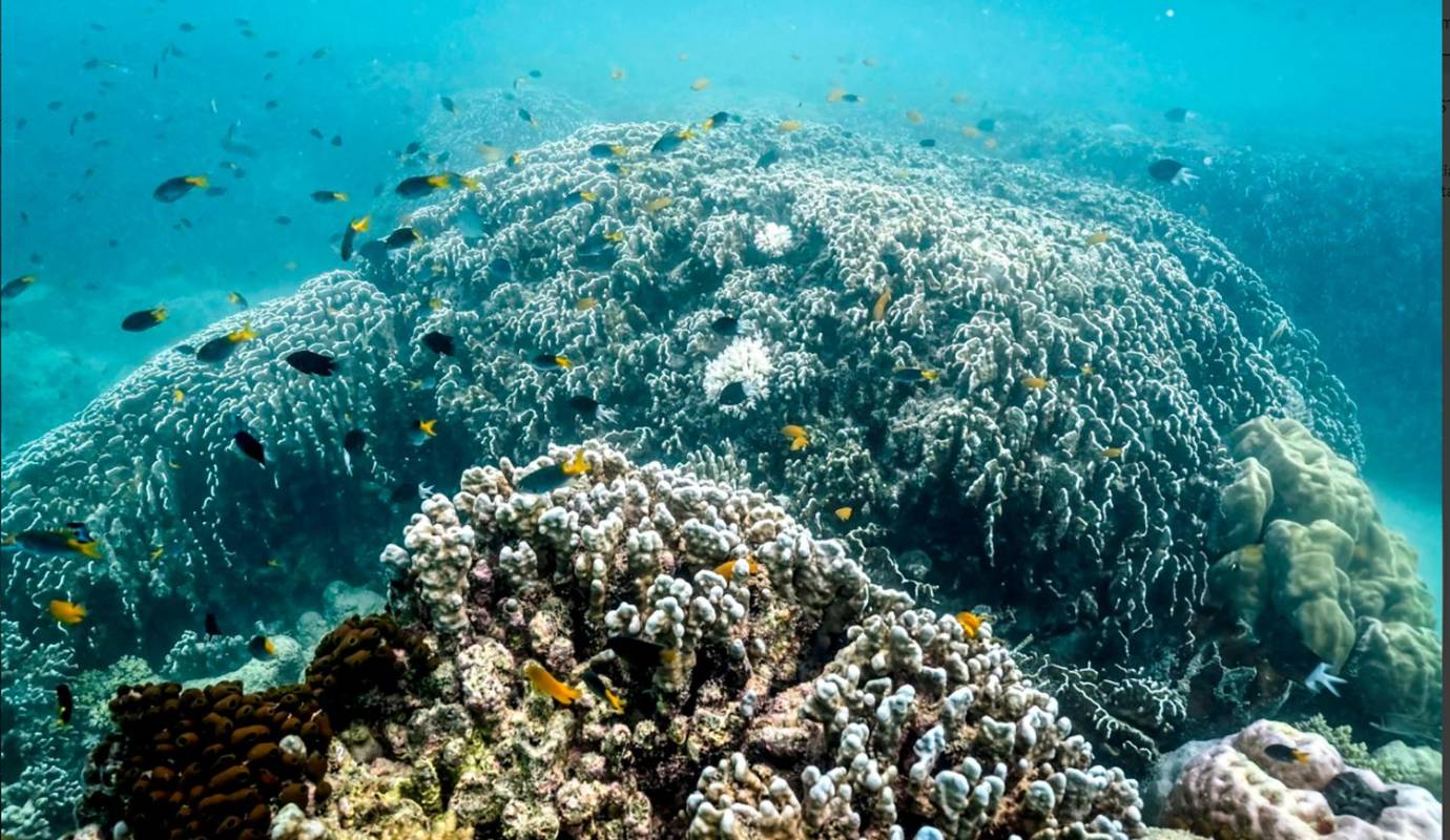 Este fenómeno se debe al aumento de las temperaturas del agua, que estresa a los corales y provoca la expulsión de las algas simbióticas que les proporcionan color y nutrientes. Foto: GETTY