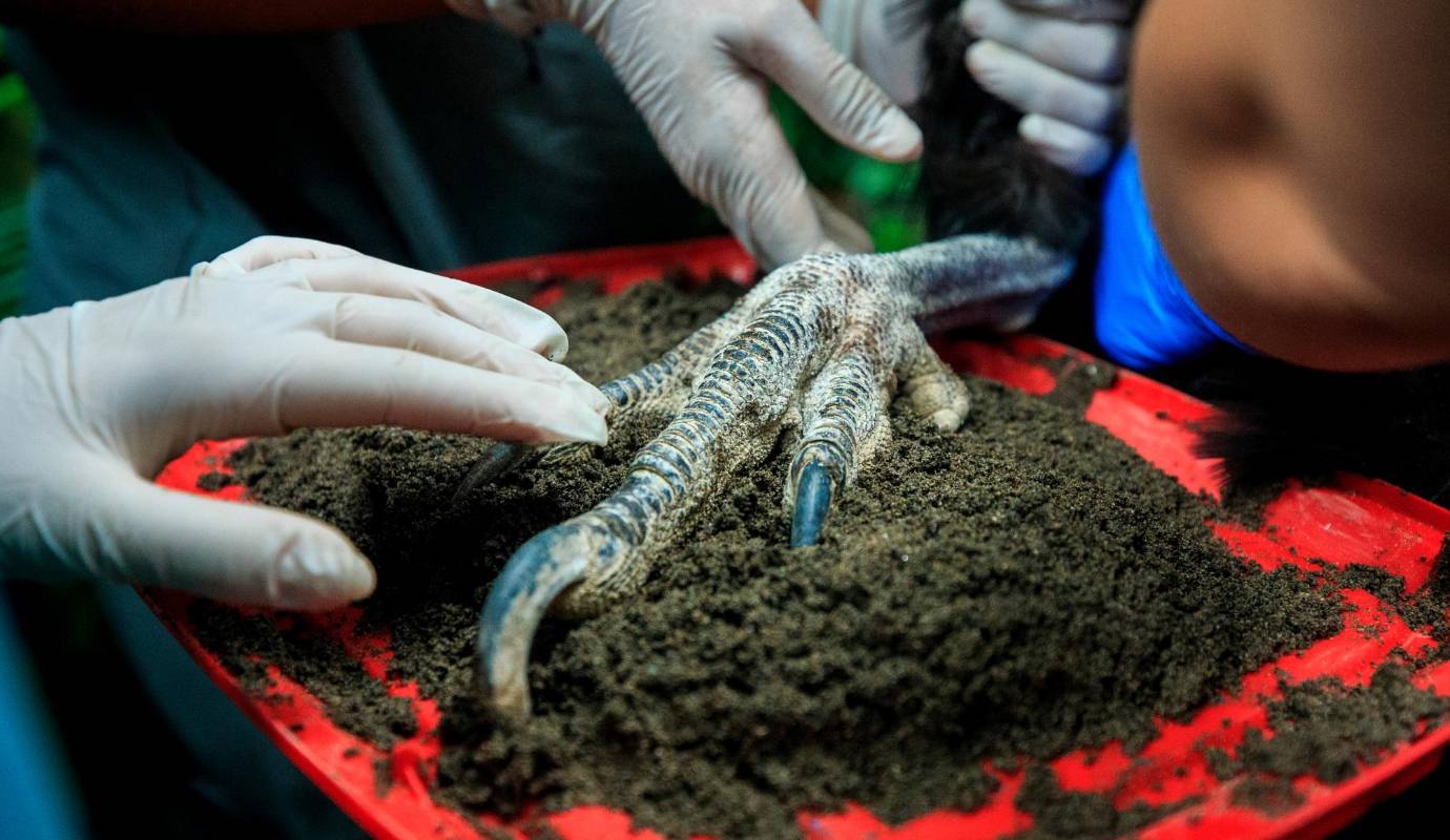 Este acuerdo es muy importante porque en Colombia solo tenemos aproximadamente 60 cóndores en libertad, por lo menos inventariados. Foto: Camilo Suárez Echeverry