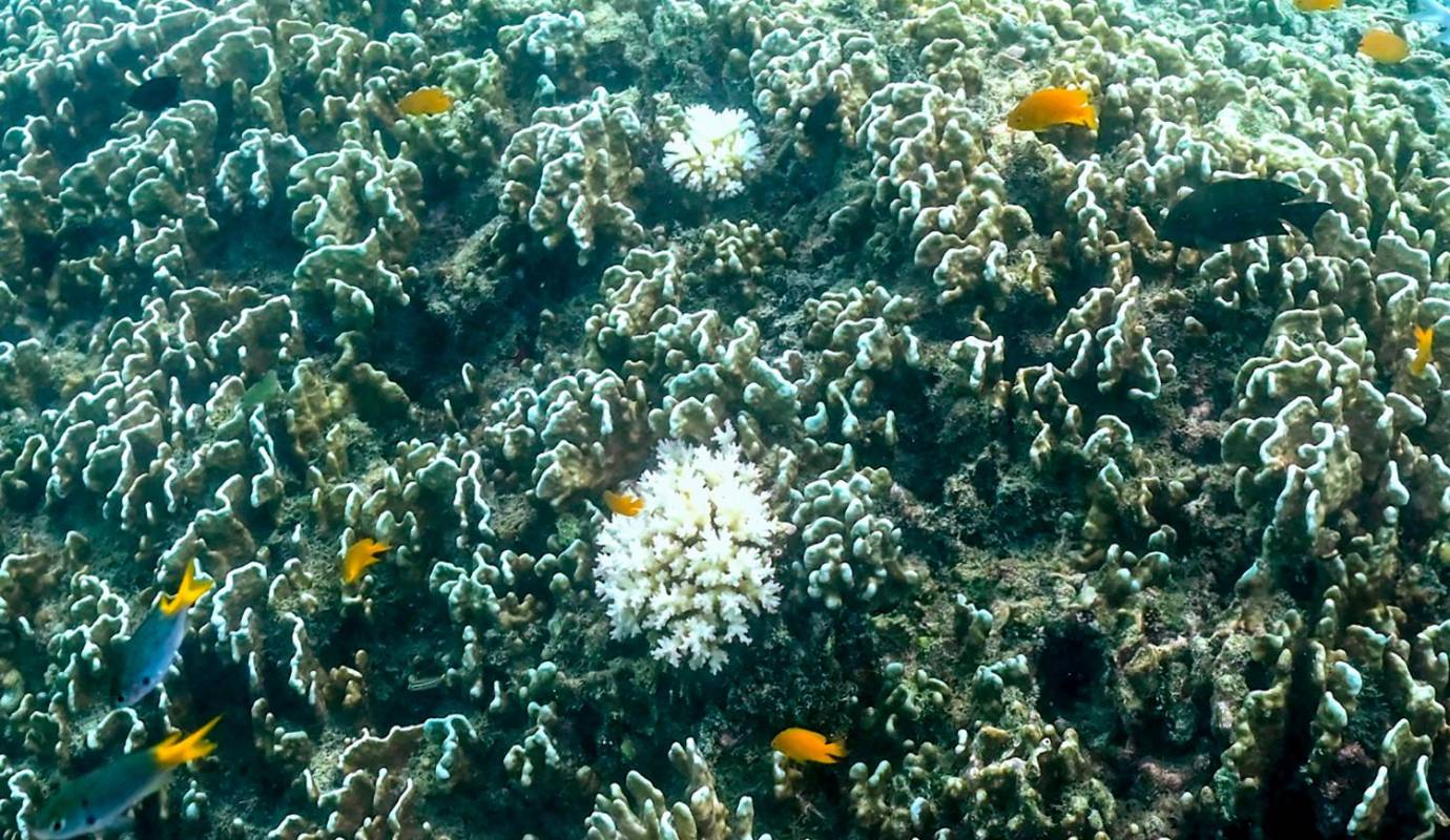 Australia: Alerta Por Blanqueamiento Extremo En La Gran Barrera De Coral