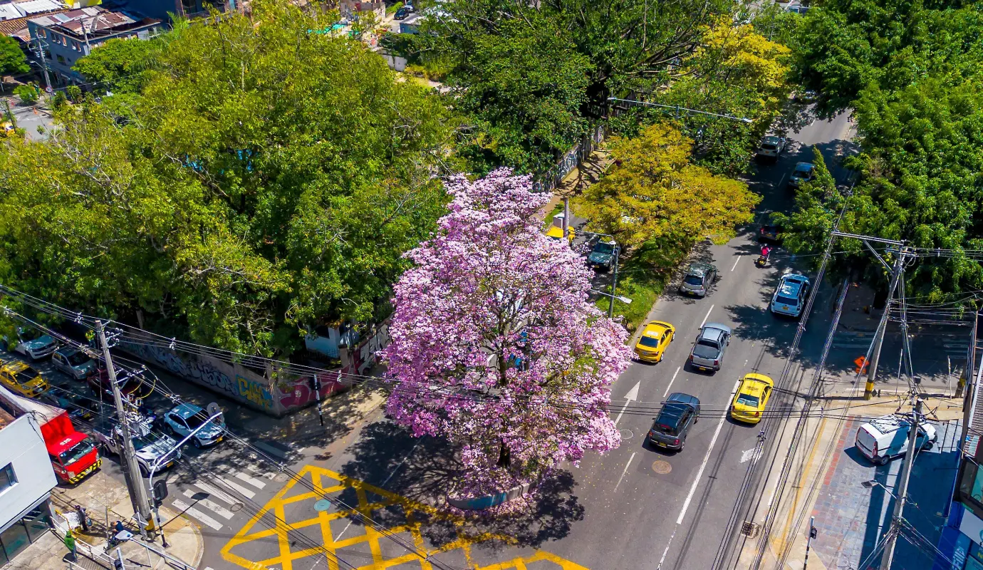 Por estos días, Medellín y gran parte del Área Metropolitana viven un fenómeno que se ha convertido en tradición visual cada año: la floración de los guayacanes. Foto: Camilo Suárez Echeverry