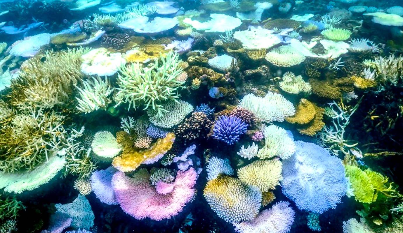 Los científicos están llevando a cabo investigaciones para comprender mejor la situación y buscar soluciones que puedan ayudar a proteger este tesoro natural único. Foto: GETTY