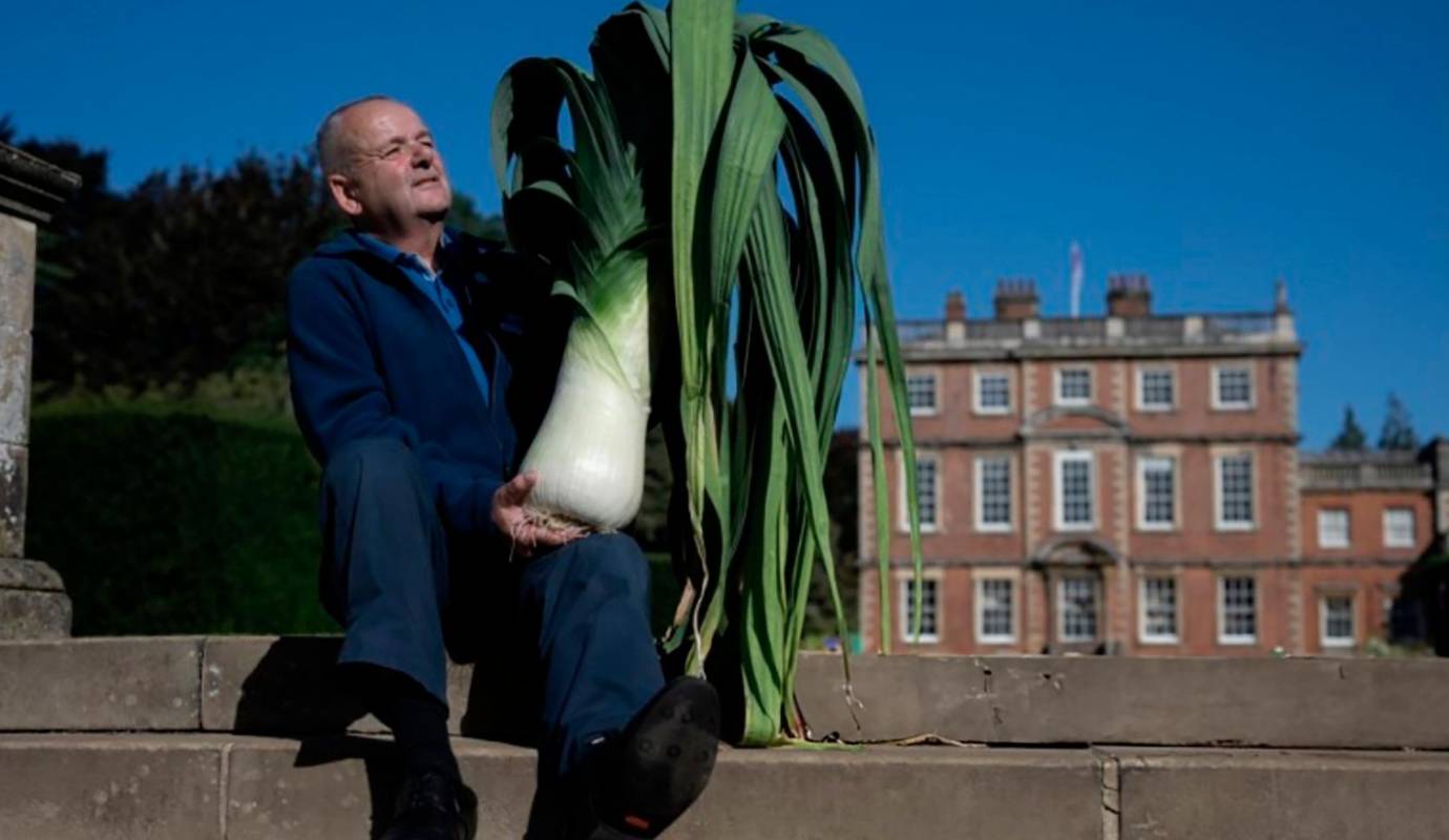 Stephen Purvis sostiene su puerro de 8,96 kg que ganó la categoría de “Puerro más pesado” en la competencia de vegetales gigantes. Foto: AFP