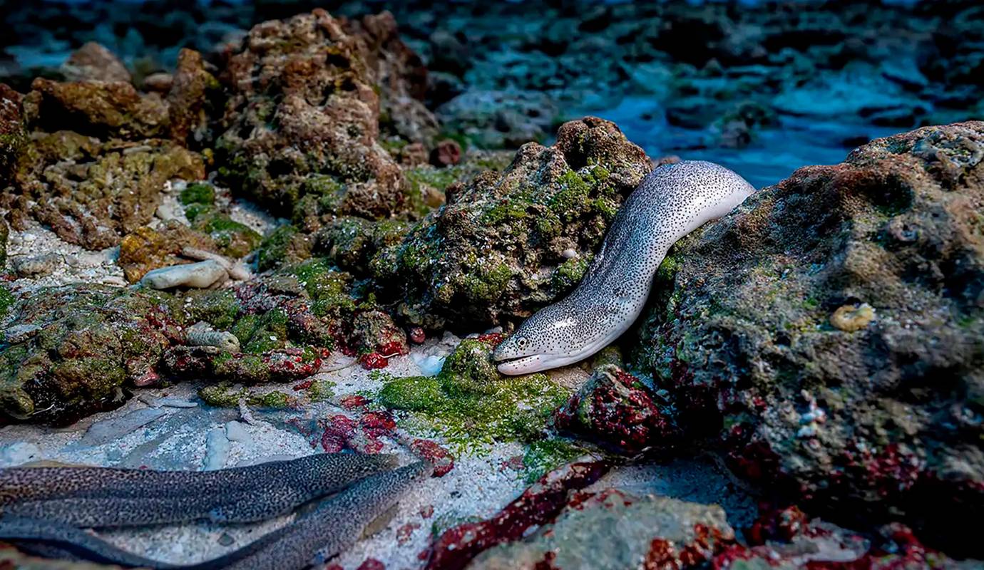 Shane Gross, fue el ganador en la categoría: Animales en su ecosistema, con la imagen: “Como una anguila fuera del agua”. El Wildlife Photographer of the Year 2025, es organizado por el Museo de Historia Natural de Londres. Foto: Shane Gross.