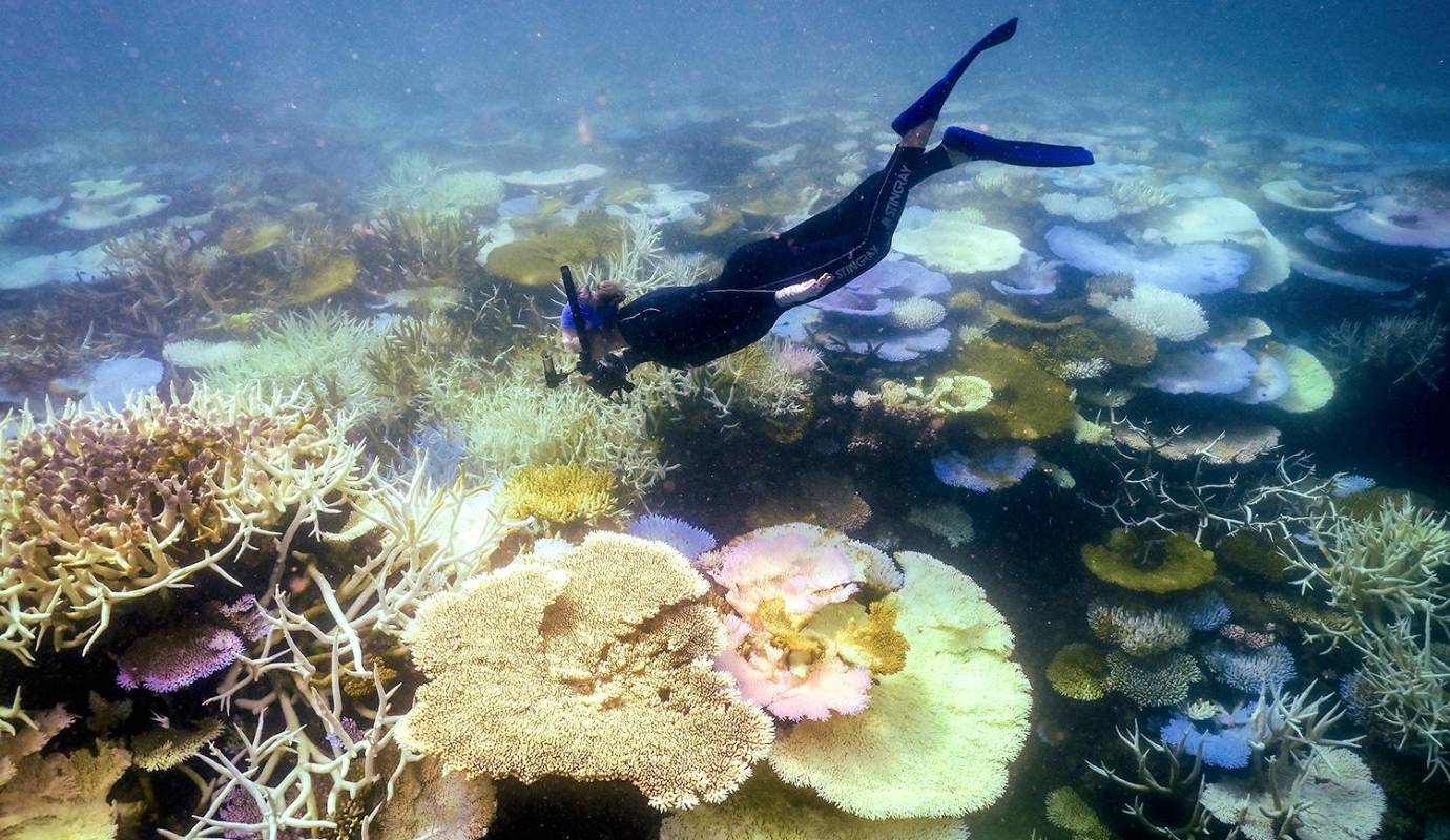 Esta situación es un grave indicador del impacto del cambio climático en los ecosistemas marinos. Este evento, el quinto en tan solo ocho años, ha dejado a los científicos profundamente preocupados por la supervivencia del arrecife. Foto: AFP