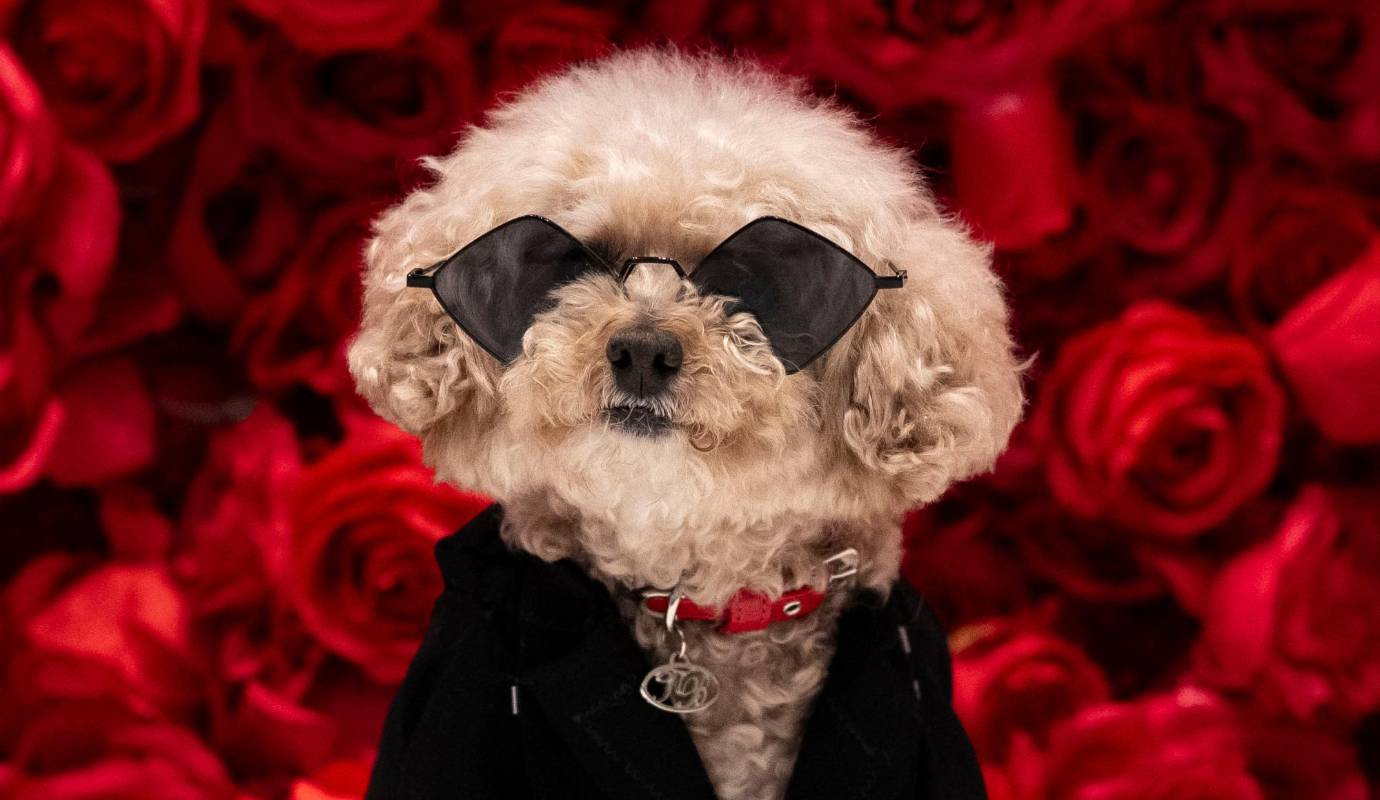 El mundo canino se vistió de gala en la edición 2024 de la Pet Gala, un evento de moda que reunió a lo más destacado de la alta costura canina en Nueva York. Foto AFP