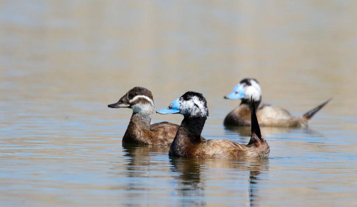 El plan de recuperación tendrá una vigencia indefinida hasta que se justifique el cambio de categoría de especie en peligro de extinción en futuras revisiones. Foto: Getty