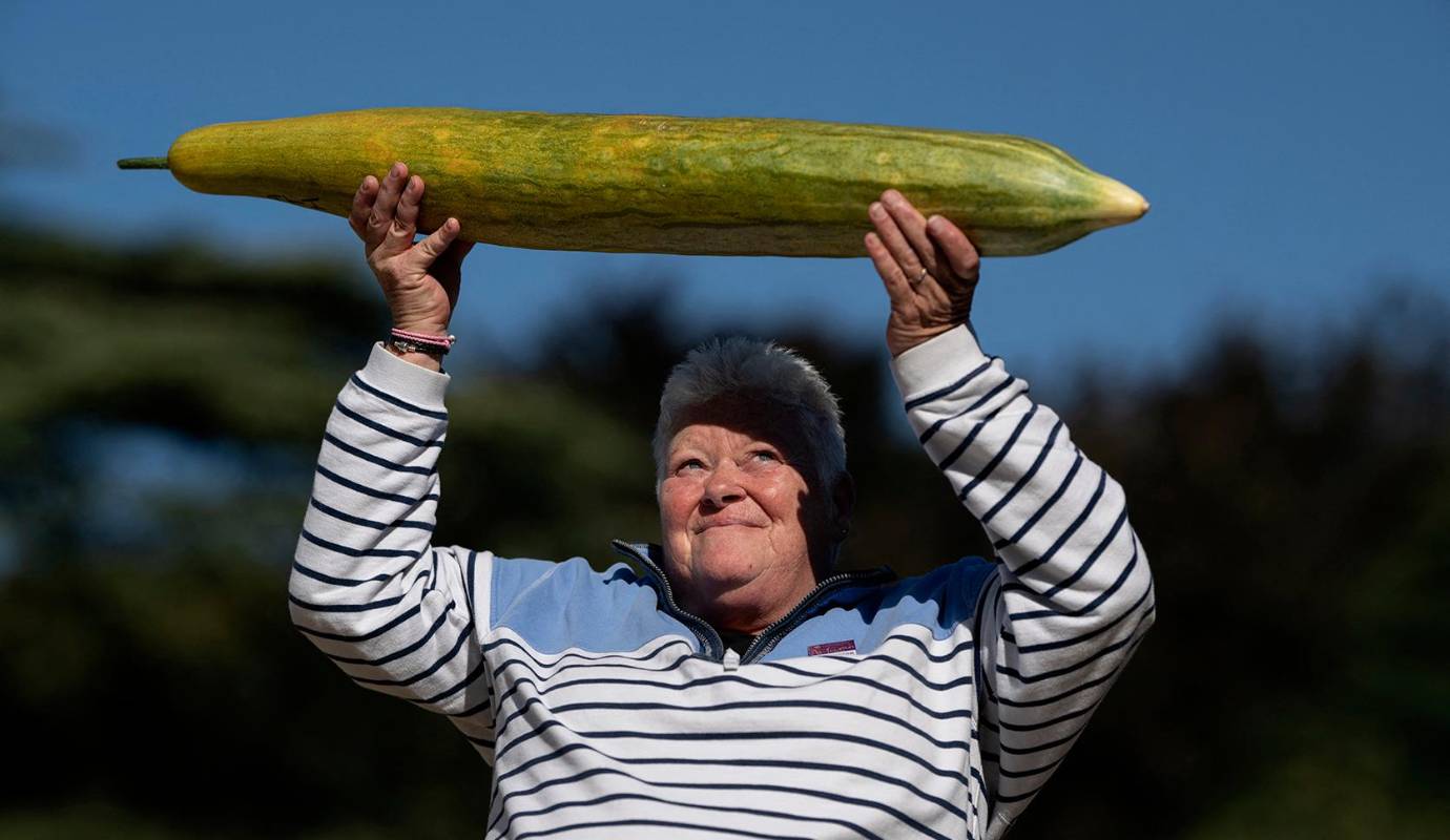 Carmel Atherton con su pepino gigante de un metro de largo que ganó el primer lugar en la categoría de pepino más largo del Concurso de vegetales gigantes, en la Exposición de flores de otoño de Harrogate en Newby Hall and Gardens. Foto: AFP