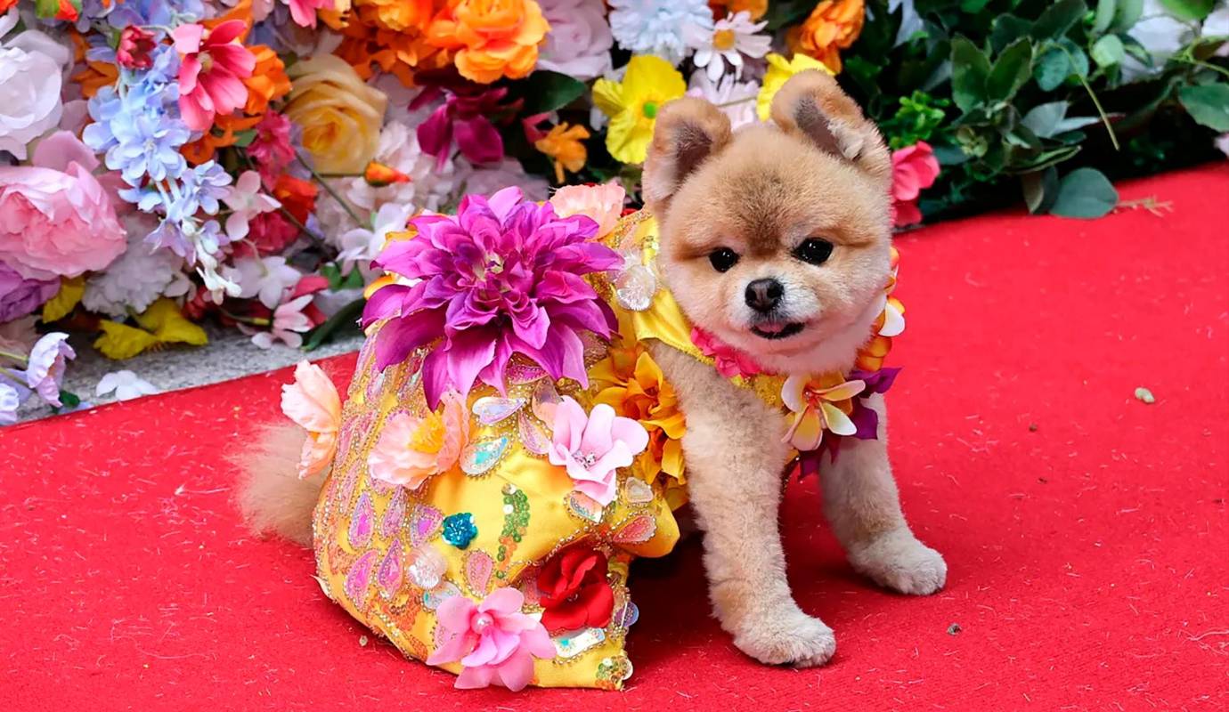 No solo fue un evento de moda para los peluditos sino también una celebración de amor por las mascotas, se recaudaron fondos para organizaciones benéficas que trabajan por el bienestar animal, y también sirvió como plataforma para promover la adopción responsable de perros y gatos. Foto AFP