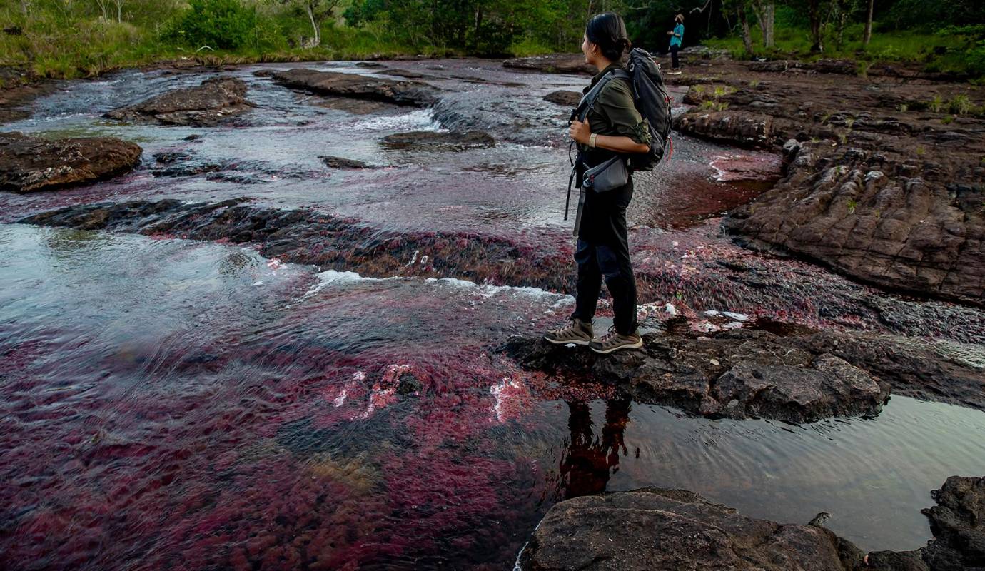 En Caño lajas las plantas acuáticas Rhyncholacis clavigera o Macarena Clavigera unida con los rayos solares dan un color rojizo creando un hermoso espectáculo natural. Foto: Juan Antonio Sánchez