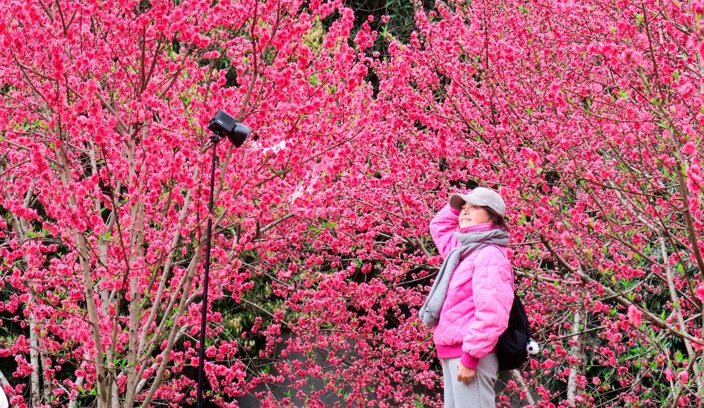 Las hermosas flores de durazno son de corta duración, ya que florecen durante solo unas semanas antes de caer al suelo y marchitarse. Foto: GETTY