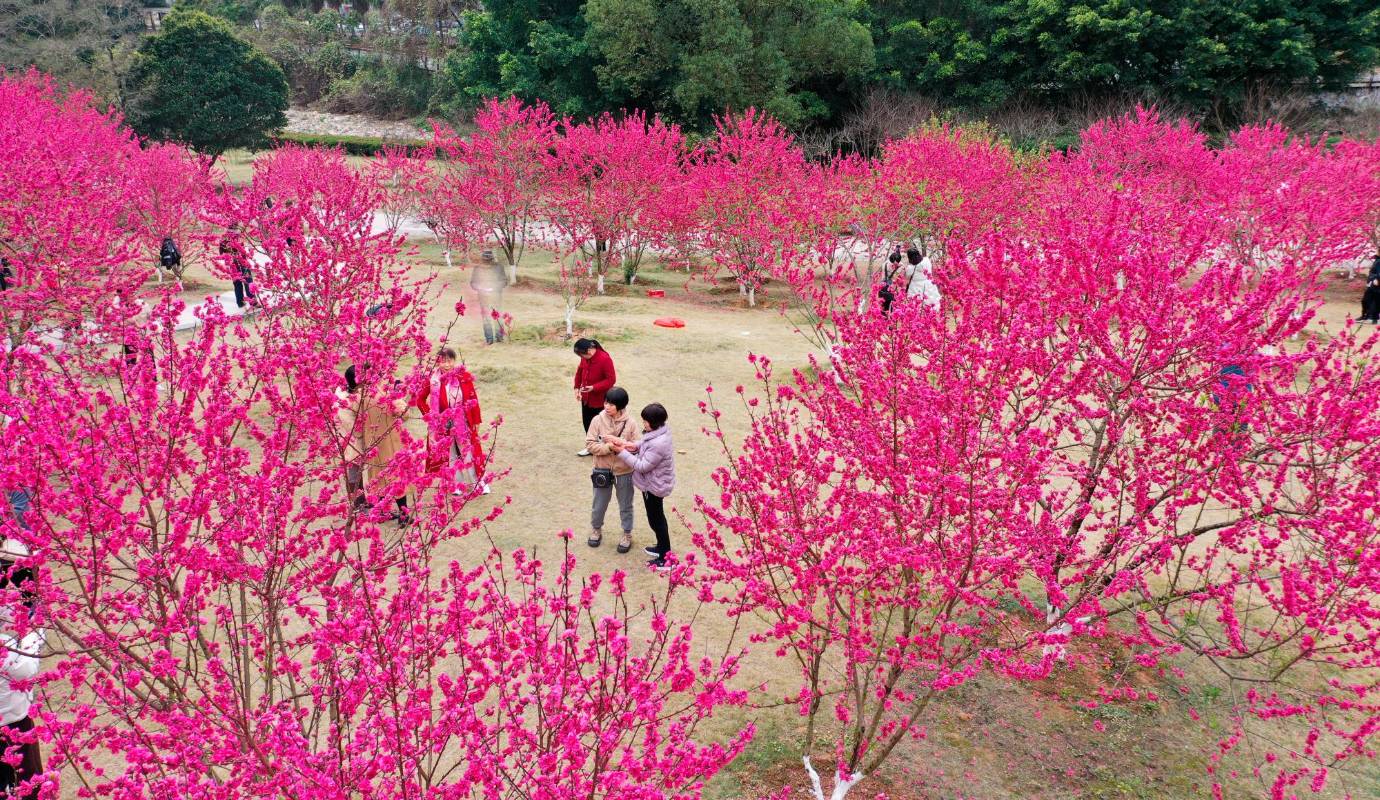 Las flores de durazno agregan un toque de color y belleza a la naturaleza de este parque forestal. Foto: GETTY