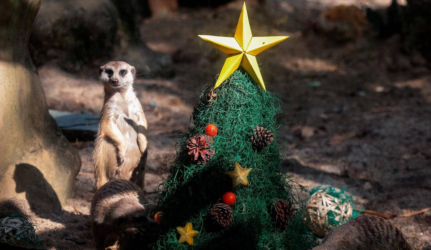 La magia de la Navidad llegó al Zoológico de Cali, donde los animales fueron sorprendidos con regalos preparados especialmente por sus cuidadores. Foto: AFP