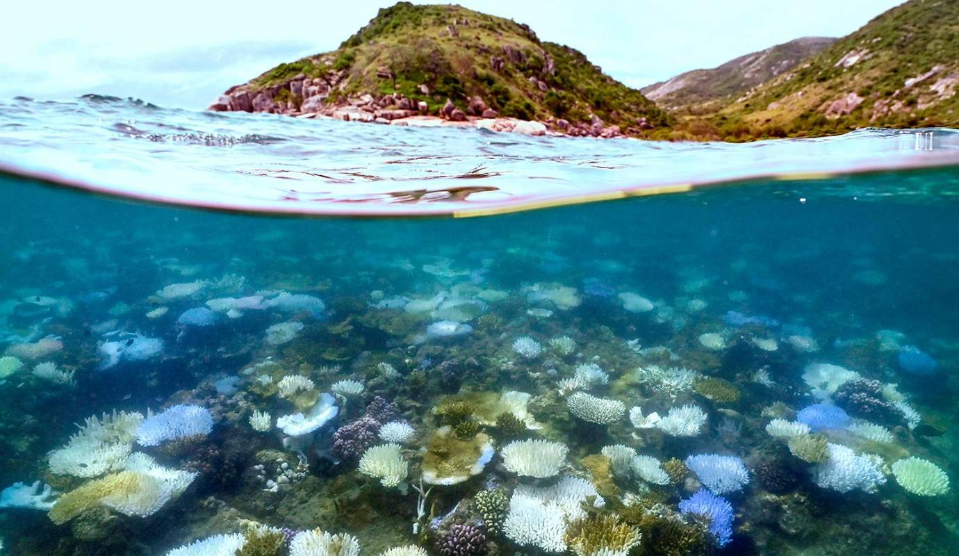 La Gran Barrera de Coral es el sistema de arrecifes de coral más grande del mundo, y este blanqueamiento es el quinto episodio grave en tan solo ocho años. Foto: AFP